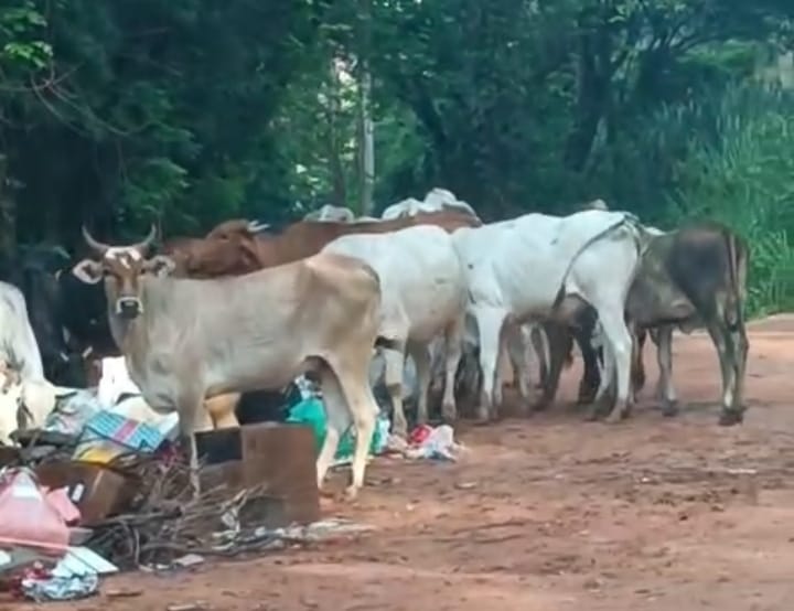  Poder público finge que não vê e vacas pastam lixo na Estrada da Fazendinha
